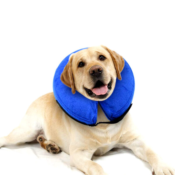 Collar Isabelino inflable