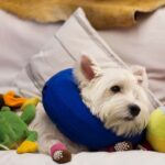 Collar Isabelino inflable