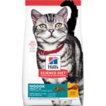 hills gato adulto indoor