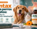 Antax para perros y gatos: evidencia veterinaria sobre su uso, seguridad y dosificación