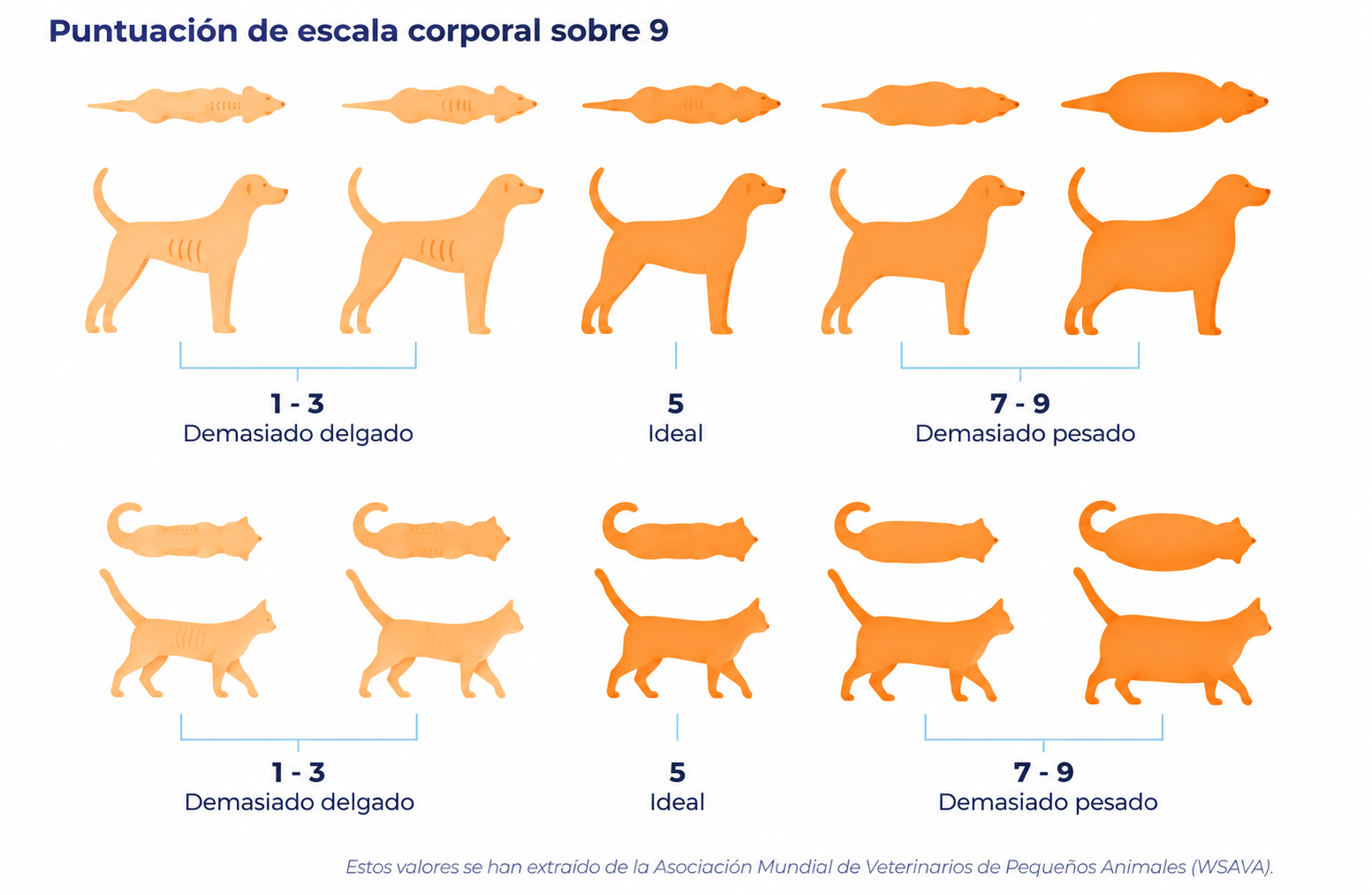 Puntuación corporal canina y felina evaluación del indice de composición corporal
