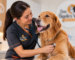 Cuándo llevar a mi perro al veterinario en Don Bigotes Vet