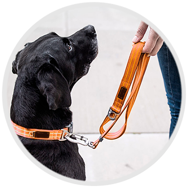 accesorios para mascotas