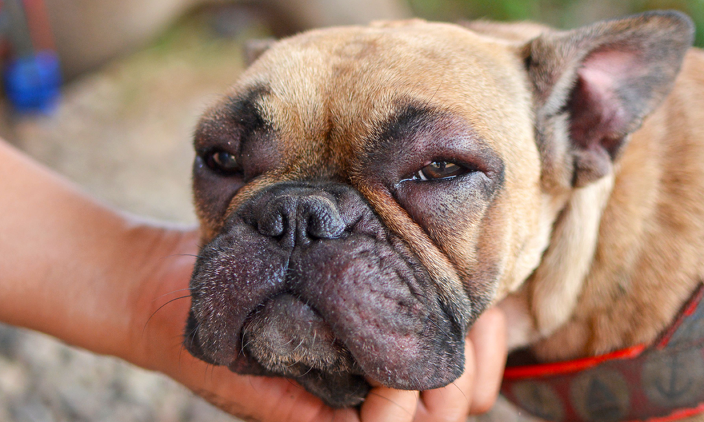 ¿Qué hacer ante una reacción anafiláctica en mi perro o gato?