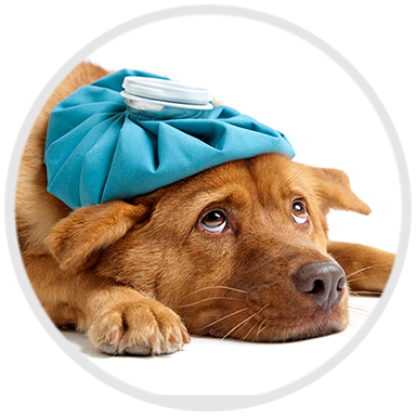 farmacia para mascotas