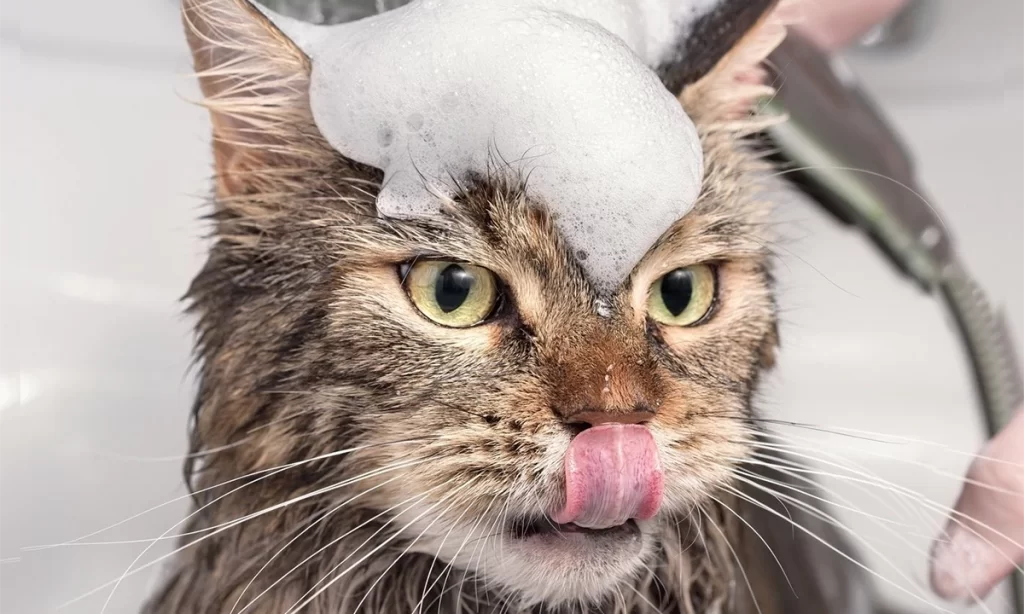 Baños, Gatos ¿Como hacer más fácil la visita de mi gato a la peluquería?