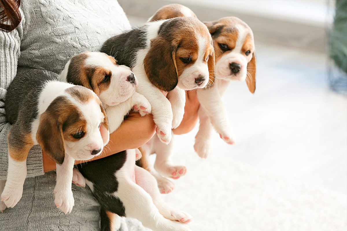 5 Tengo un nuevo cachorropara recibir a tu nuevo cachorro