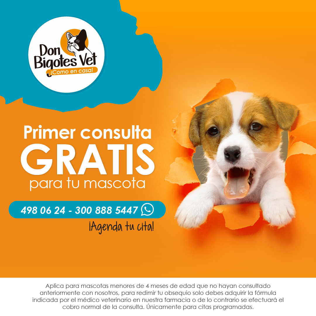 Primer consulta gratis