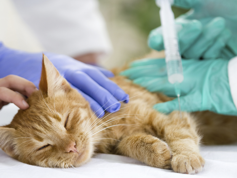 Consulta veterinaria con especialistas para perros y gatos en medellín