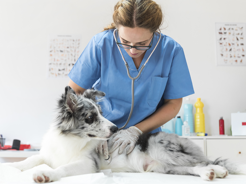 Consulta veterinaria con médico general para perros y gatos en medellín
