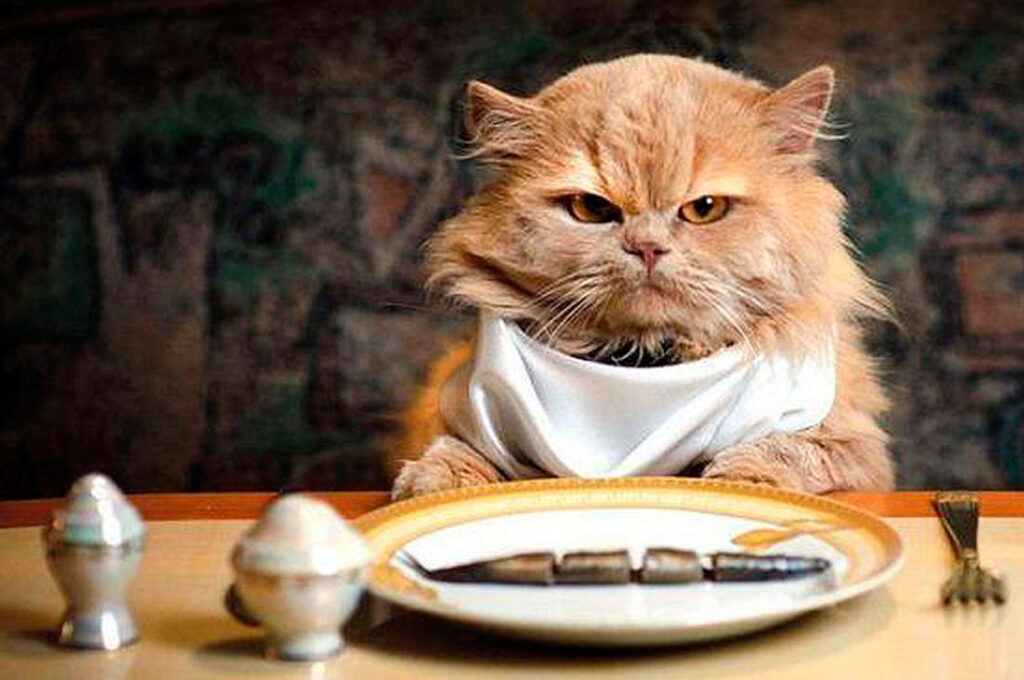 Cuanto debe comer mi gato