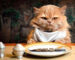 Cuanto debe comer mi gato