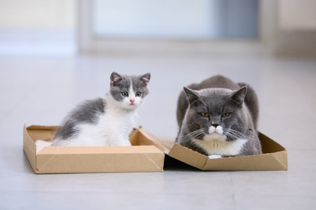 8 Tips para recibir un nuevo gato en casa