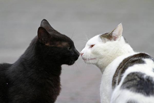 8 Tips para recibir un nuevo gato en casa 8 Tips para recibir un nuevo gato en casa