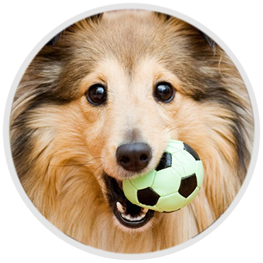 ofertas para mascotas