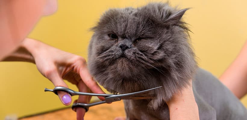 Peluqueria felina en medellin