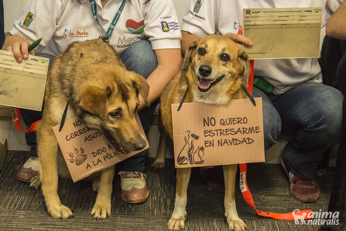 polvora pirotecnia perros gatos estres