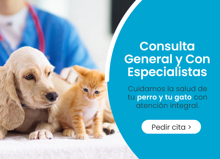 Consulta general y con especialistas para perro y gatos | Veterinaria