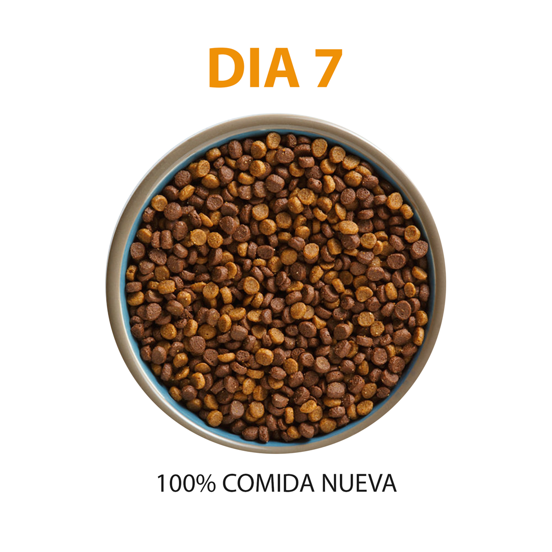 ¿Cómo le cambio el alimento a mi mascota? - Forma correcta de hacer una transición