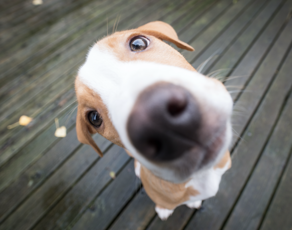 un perro segun mi personalidad