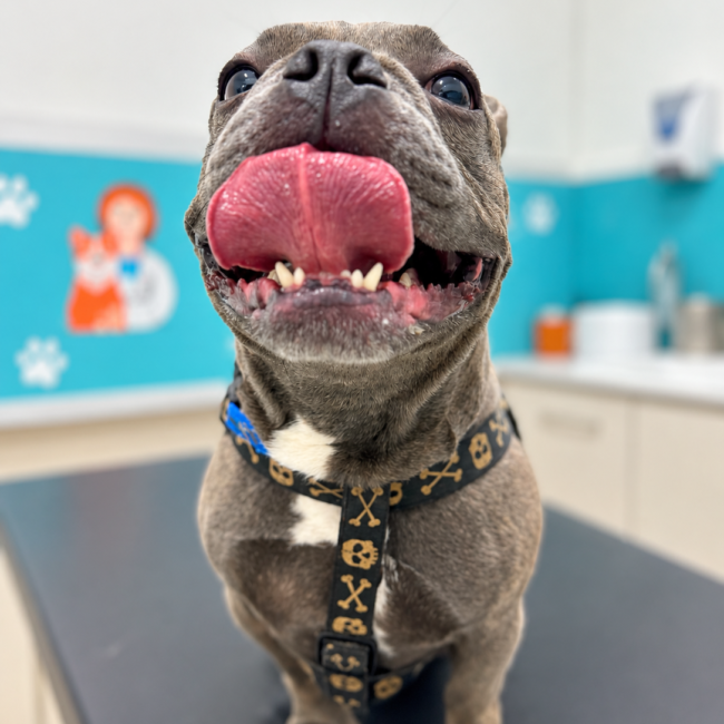 eterinaria en Buenos Aires Medellín - Don Bigotes Vet Consulta veterinaria para perros y gatos en Don Bigotes Vet, Buenos Aires Medellín