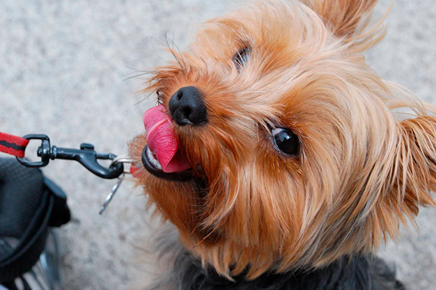 yorkshire-recoger como hacer mas fácil la visita de mi perro a peluquería